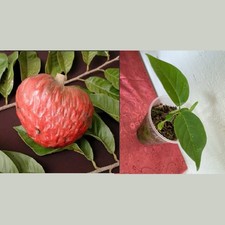 Red custard apple d'occasion  Expédié en Belgium