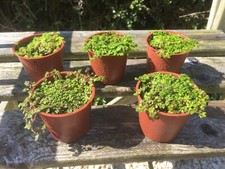 Green helxine soleirolii for sale  ABERYSTWYTH
