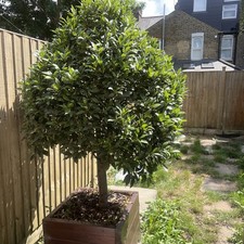 Bay leaf tree for sale  LONDON