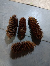 Large sugar pine for sale  Cedar Rapids