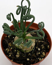 Albuca spiralis usato  Pescara