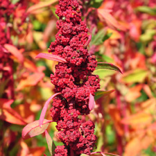 Semillas de quinua brillantes orgánicas (Chenopodium quinoa) - grano nutritivo segunda mano  Embacar hacia Argentina