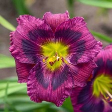 Daylily lily purple for sale  Lake Zurich