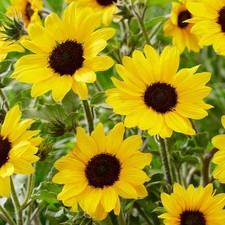 Sunflower garden annual for sale  UK