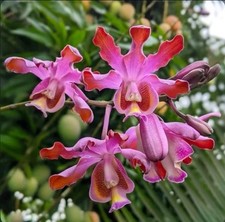 Cattleya atalanta hawaii for sale  San Francisco