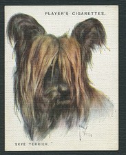 Skye terrier john for sale  COLEFORD