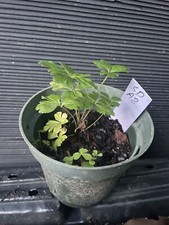 flower anemone for sale flower anemone for sale Martin