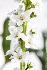 Lysimachia clethroides entensc gebraucht kaufen  Westerstede