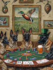 Belgian malinois playing for sale  DUNSTABLE