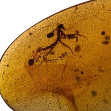 Praying mantis burmese for sale Praying mantis burmese for sale  GILLINGHAM