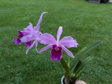 Cattleya lobata uncommon for sale  Feasterville Trevose