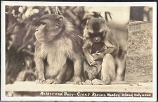Usado, CARTÃO POSTAL FOTO REAL RPPC-HOMOSASSA FL-MÃE E BEBÊ-MACACO RHESUS~ILHA DOS MACACOS comprar usado  Enviando para Brazil