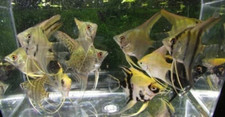Pack assorted color for sale  Raymond