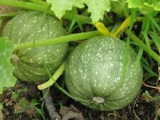 Round zucchini summer for sale  Deltona