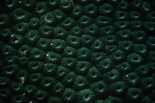 752075 hard coral for sale  UK