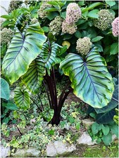 Colocasia pharao mask d'occasion  Arzacq-Arraziguet