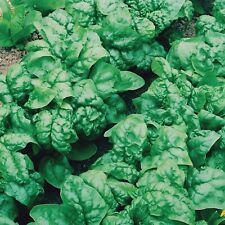 100 bloomsdale spinach for sale  Philadelphia