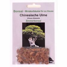 Bonsai samen chinesische gebraucht kaufen  Heinsberg