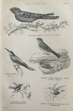 Gravura antiga com estampa de pássaro beija-flor chupador de cabra Swiftlet Volitores C1870 comprar usado  Enviando para Brazil