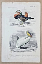 Colorful engraving birds d'occasion  Expédié en Belgium