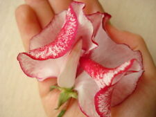 Giant sweet pea for sale  OLDHAM