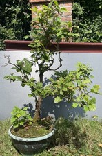 Yamadori grand chêne d'occasion  Nogent-sur-Marne