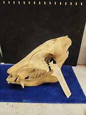 Real animal skull for sale  San Diego