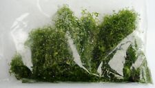 Organic aquatic snail for sale  SHOREHAM-BY-SEA
