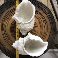 Pair composite seashell for sale  Chapel Hill