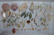 rare sea shells for sale  UK