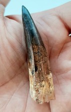 Dente spinosauro fossile usato  Minerbio
