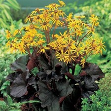 Ligularia dentata midnight for sale  MARCH