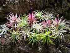 300 small ionantha for sale  Rio Rico