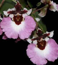 Three different tolumnia for sale  Boynton Beach