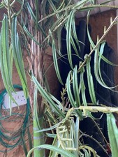 Fake faux plant for sale  DARTMOUTH