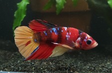 Live betta fish for sale  Marysville