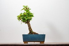 Bougainvillea pink flowering for sale  DERBY