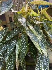 Special angel begonia for sale  Delta