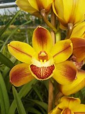 Cymbidium wallacia coraki d'occasion  Paris XV