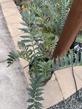 encephalartos arenarius for sale  San Diego