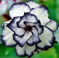 Black white desert for sale  Ravensdale
