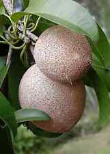 Sapodilla tree seeds for sale  Lincolnton