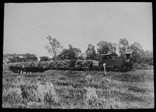 Trainload sugar cane for sale Trainload sugar cane for sale  HAYLE