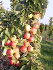Säulenapfel mango säulen gebraucht kaufen  Bösel