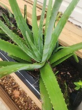 Aloe vera medicinal for sale  Kissimmee