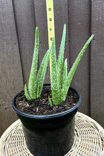 Aloe vera 8 for sale  Miami