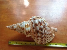 charonia tritonis for sale charonia tritonis for sale Haledon