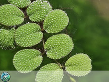 Salvinia minima piante usato  Feldthurns