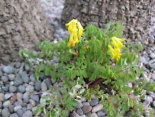 Fairy flower hardy for sale  UK