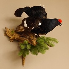 Birkhuhn huhn ganzpräparat gebraucht kaufen Birkhuhn huhn ganzpräparat gebraucht kaufen  Nagel